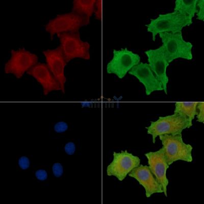 SLC35C1 Antibody - DF14602 staining HepG2 cells by IF/ICC.
