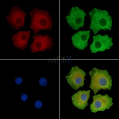 CLEC16A Antibody - DF14674 staining HepG2 cells by IF/ICC.