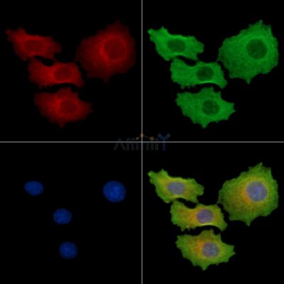 DERL3 Antibody - DF14695 staining HepG2 cells by IF/ICC.