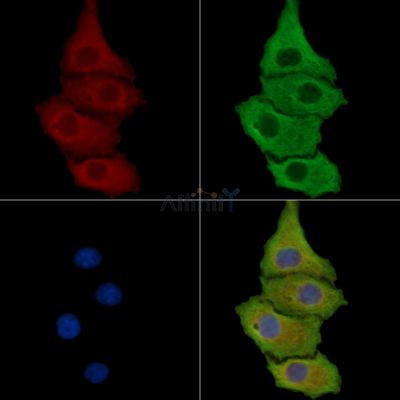 SEL1L Antibody - DF14696 staining HepG2 cells by IF/ICC.