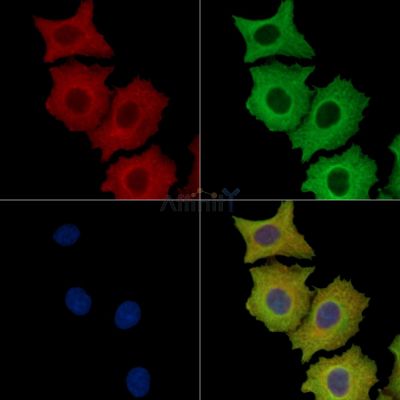 MMEL1 Antibody - DF14725 staining HepG2 cells by IF/ICC.