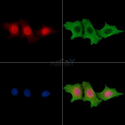 FOXI3 Antibody - DF14726 staining HepG2 cells by IF/ICC.