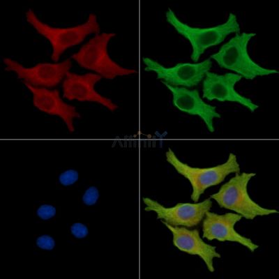 NXNL2 Antibody - DF14801 staining HepG2 cells by IF/ICC.