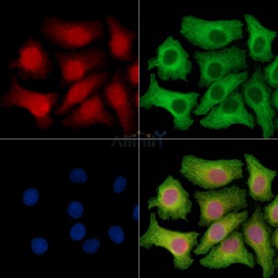 RTF1 Antibody - DF14892 staining HepG2 cells by IF/ICC.