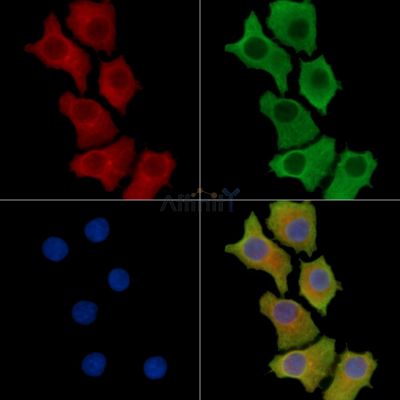 UPK1B Antibody - DF14918 staining HepG2 cells by IF/ICC.