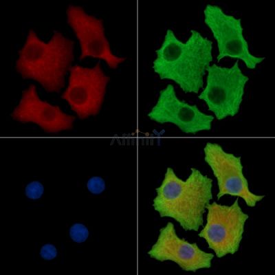 AS3MT Antibody - DF14946 staining HepG2 cells by IF/ICC.