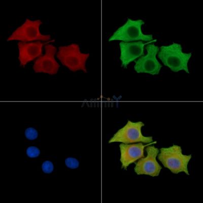 KCNK18 Antibody - DF14977 staining HepG2 cells by IF/ICC.