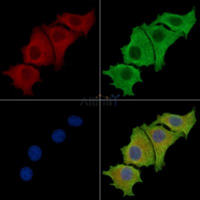 DENND5A Antibody - DF14998 staining HepG2 cells by IF/ICC.
