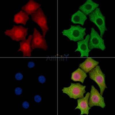 SLFN5 Antibody - DF15106 staining HepG2 cells by IF/ICC.