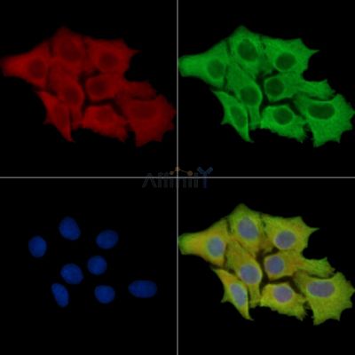 TXNDC17 Antibody - DF15119 staining HepG2 cells by IF/ICC.