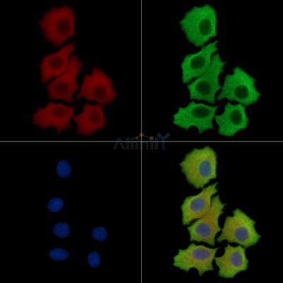 ARTN Antibody - DF15464 staining HepG2 cells by IF/ICC.