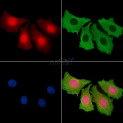 PIR Antibody - DF15486 staining HepG2 cells by IF/ICC.