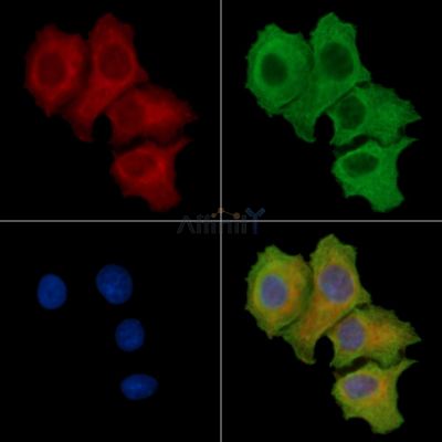TOM1L1 Antibody - DF15773 staining HepG2 cells by IF/ICC.