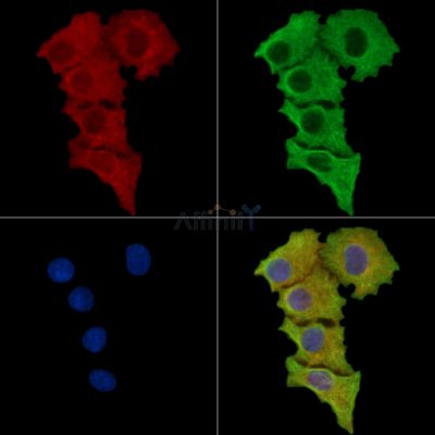 JPH3 Antibody - DF15778 staining HepG2 cells by IF/ICC.