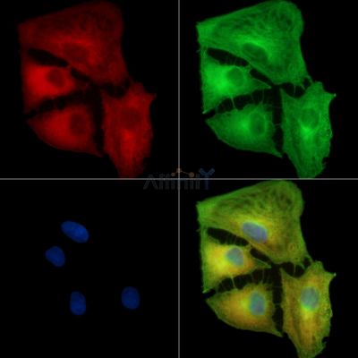 C2orf68 Antibody - DF15832 staining A549 cells by IF/ICC.