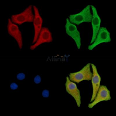 PROZ Antibody - DF15912 staining Hela cells by IF/ICC.