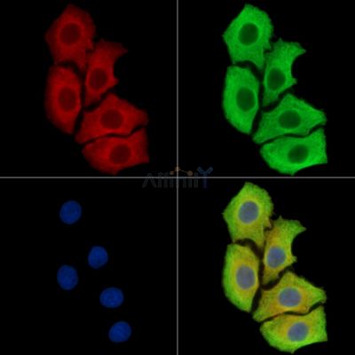 AMIGO3 Antibody - DF15995 staining Hela cells by IF/ICC.