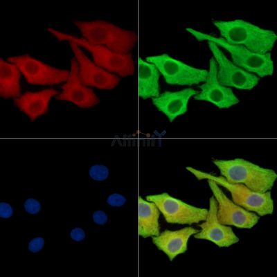 PIANP Antibody - DF15996 staining Hela cells by IF/ICC.