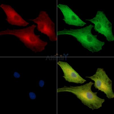 NCF1C Antibody - DF16025 staining A549 cells by IF/ICC.