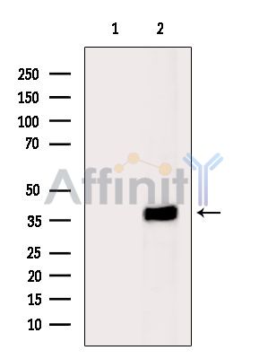 PHLDA1 Antibody - Western blot analysis of extracts from HepG2 cells(heat-shock treatment), using PHLDA1 Antibody.