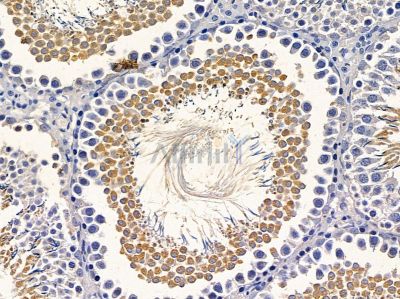 PHLDA3 Antibody - DF2389 at 1/100 staining rat testis tissue by IHC-P.