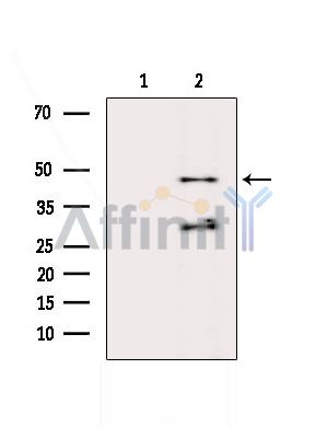 GPR19 Antibody - Western blot analysis of extracts from Hela cells(heat-shock treatment), using GPR19 Antibody.