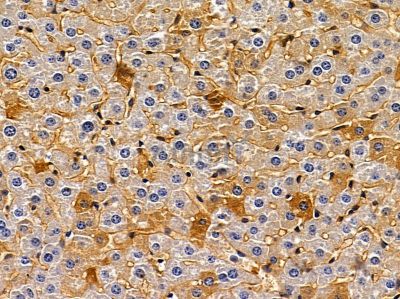 GPR82 Antibody - DF2767 at 1/100 staining mouse liver tissue by IHC-P.