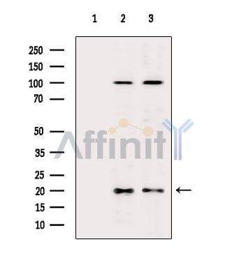 MRPL54 Antibody - Western blot analysis of extracts from various samples, using MRPL54 Antibody.