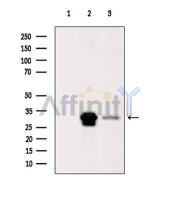 MRPL46 Antibody - Western blot analysis of extracts from various samples, using MRPL46 Antibody.
