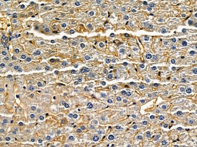 ATP5S Antibody - DF3808 at 1/100 staining mouse liver tissue by IHC-P.