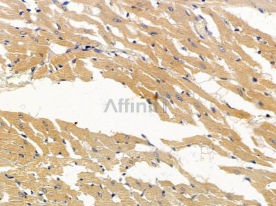 BMP10 Antibody - DF3847 at 1/100 staining rat heart tissue by IHC-P.
