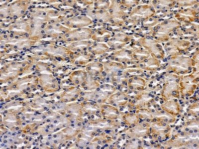 CLCNKA Antibody - DF3933 at 1/100 staining mouse kidney tissue by IHC-P.