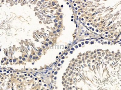 DNAI2 Antibody - DF4013 at 1/100 staining rat testis tissue by IHC-P.