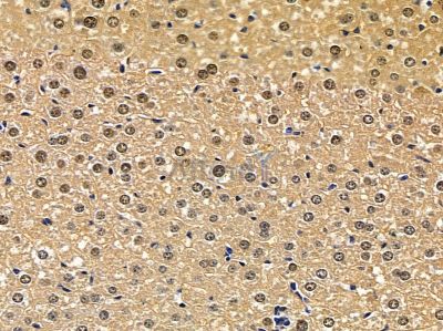 EEF1G Antibody - DF4034 at 1/100 staining mouse liver tissue by IHC-P.
