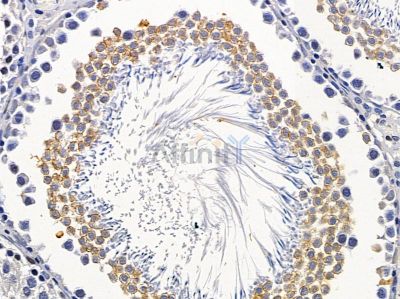 GFM2 Antibody - DF4035 at 1/100 staining rat testis tissue by IHC-P.