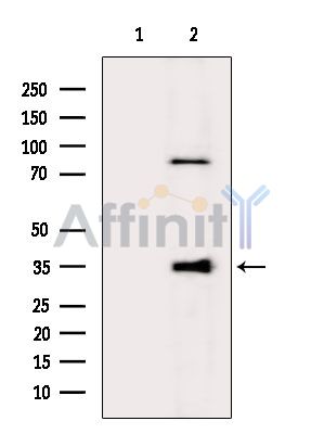 GIMAP5 Antibody - Western blot analysis of extracts from HepG2 cells(heat-shock treatment), using GIMAP5 Antibody.
