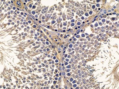 LIPI Antibody - DF4141 at 1/100 staining rat testis tissue by IHC-P.