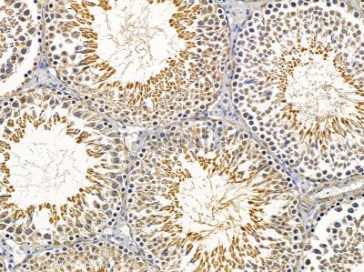 PGRMC2 Antibody - DF4158 at 1/100 staining rat testis tissue by IHC-P.
