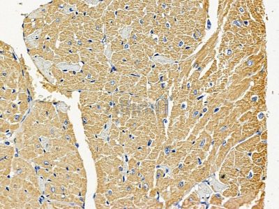 MRPS22 Antibody - DF4166 at 1/100 staining mouse heart tissue by IHC-P.