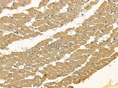 MRPS27 Antibody - DF4168 at 1/100 staining rat heart tissue by IHC-P.