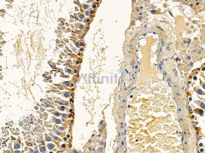 MRPS27 Antibody - DF4168 at 1/100 staining rat testis tissue by IHC-P.