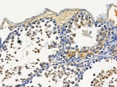 PPP1R3C Antibody - DF4346 at 1/100 staining mouse testis tissue by IHC-P.