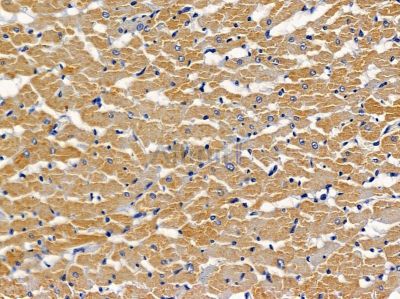 SERPINB12 Antibody - DF4490 at 1/100 staining rat heart tissue by IHC-P.