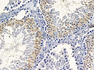 SGK269 Antibody - DF4583 at 1/100 staining rat testis tissue by IHC-P.