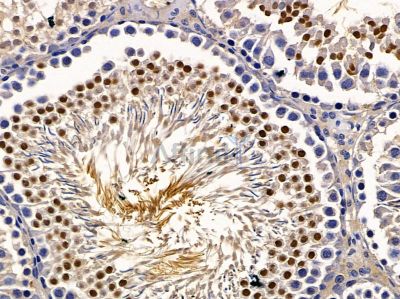 ZNF575 Antibody - DF4666 at 1/100 staining rat testis tissue by IHC-P.