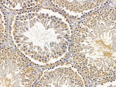 ANAPC5 Antibody - DF4731 at 1/100 staining rat testis tissue by IHC-P.