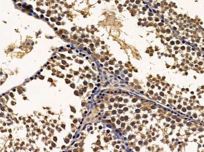 ERI1 Antibody - DF4800 at 1/100 staining mouse testis tissue by IHC-P.