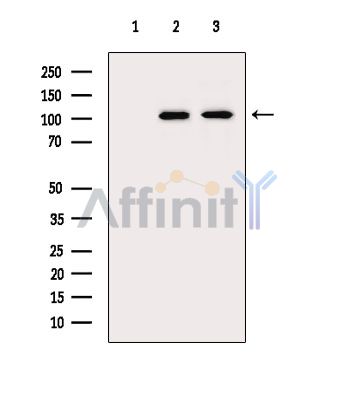 GPR113 Antibody - Western blot analysis of extracts from various samples, using GPR113 Antibody.