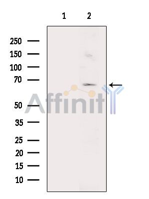 GPR153 Antibody - Western blot analysis of extracts from Rat liver, using GPR153 Antibody.