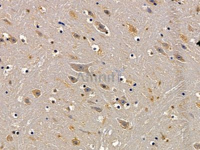 OR52D1 Antibody - DF5027 at 1/100 staining mouse brain tissue by IHC-P.